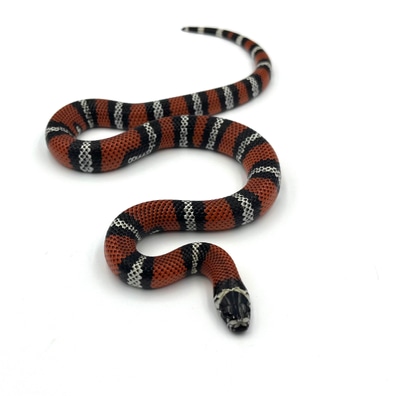 Black milk sales snake for sale